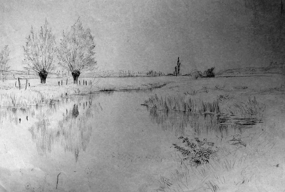 Arbres en têtards au bord de l'eau