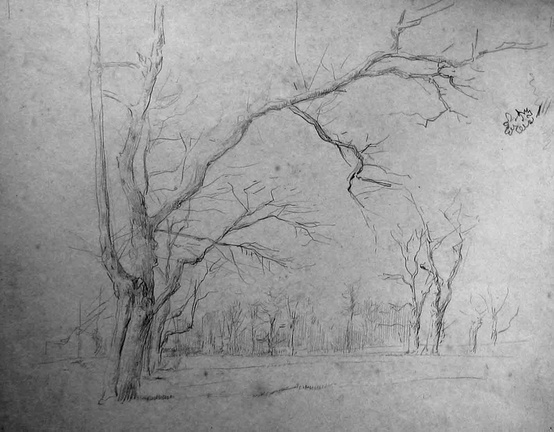Arbres en hivers